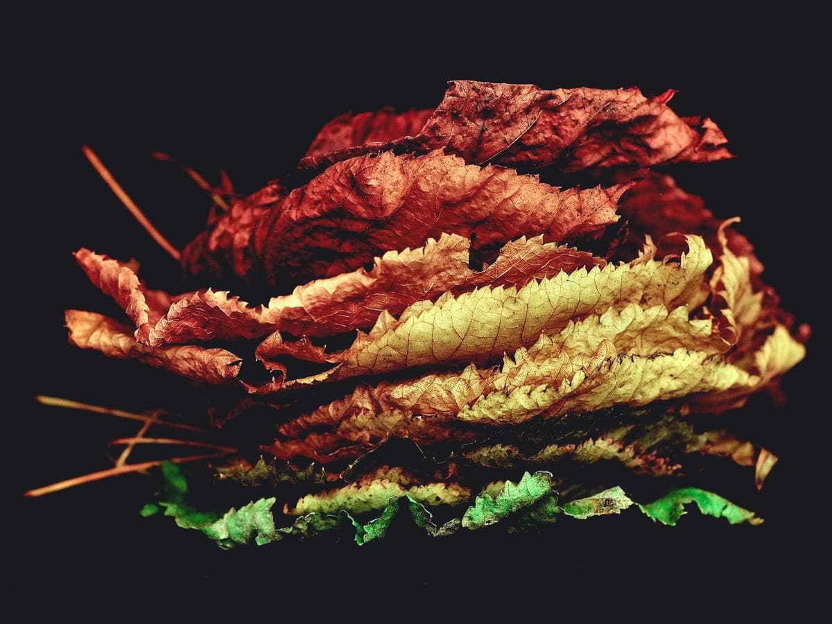 Plantes tropicales